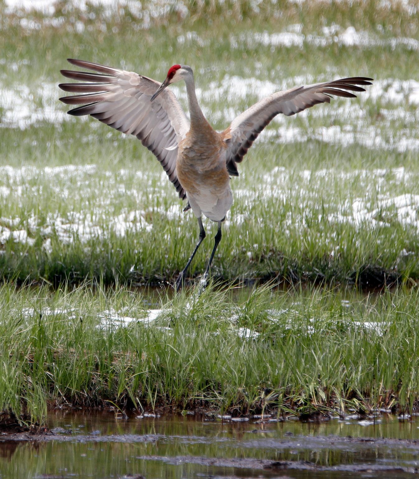 Sandhill crane